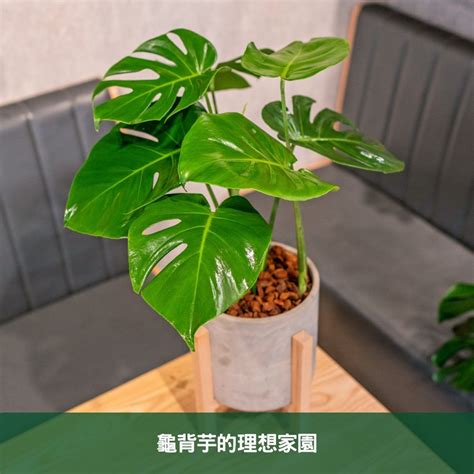 客廳龜背芋|龜背芋客廳：為你的家帶來正能量和財運 – 植物盆栽綠寶典